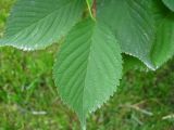 Cerasus kurilensis. Листья. Сахалин, лесопарковая зона в окр. г. Южно-Сахалинска. Середина июля 2012 г.