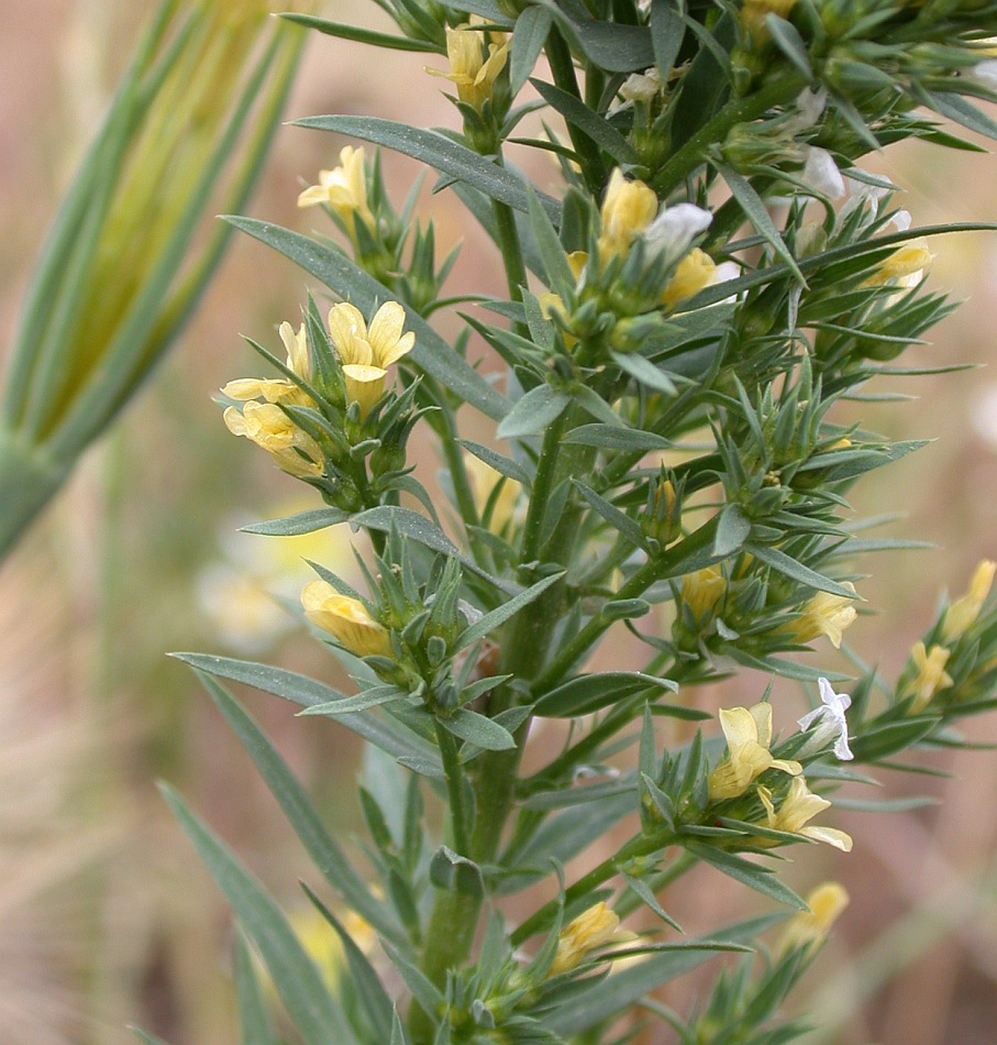 Image of Linum strictum specimen.