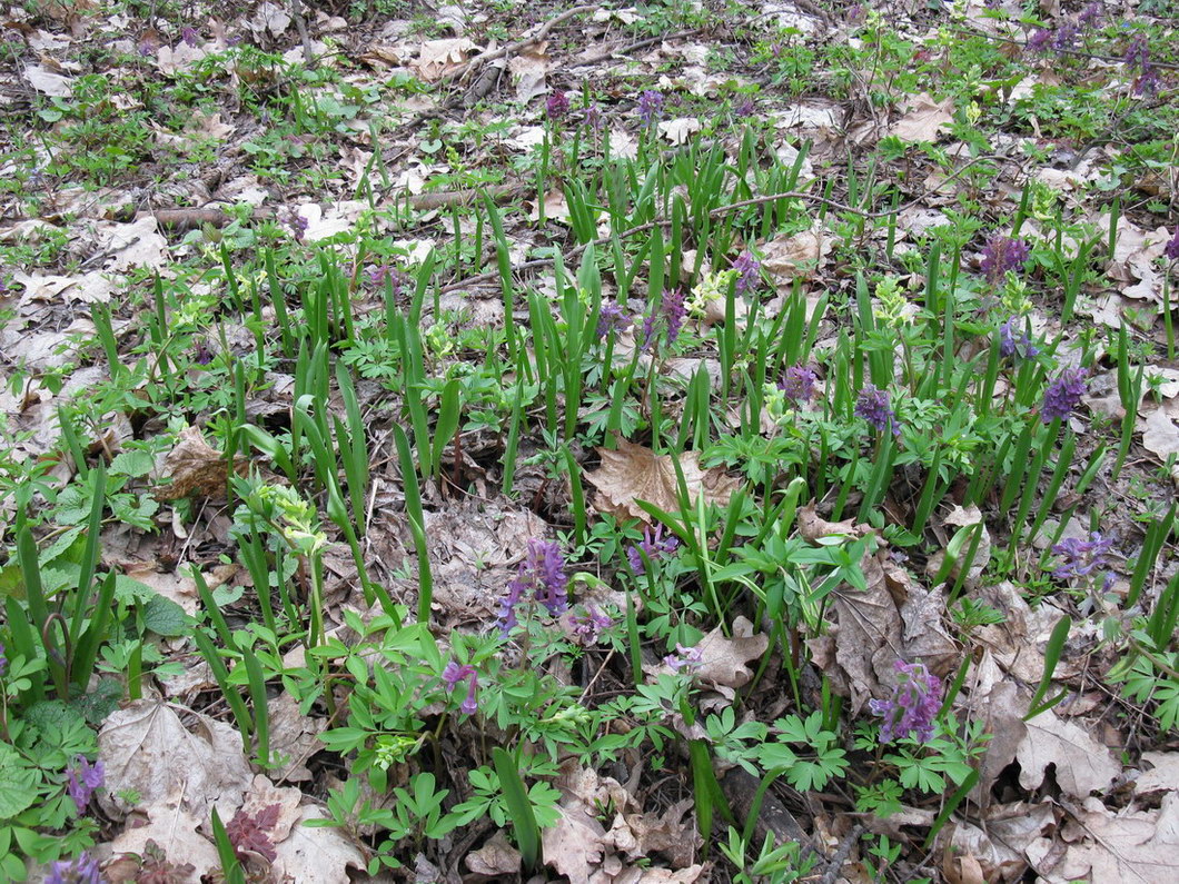 Изображение особи Tulipa biebersteiniana.