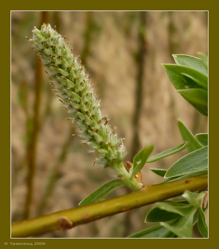 Image of Salix viminalis specimen.