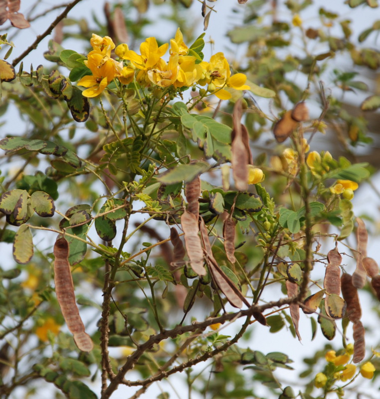 Image of Senna surattensis specimen.