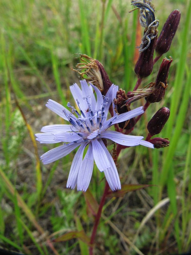 Изображение особи Lactuca sibirica.