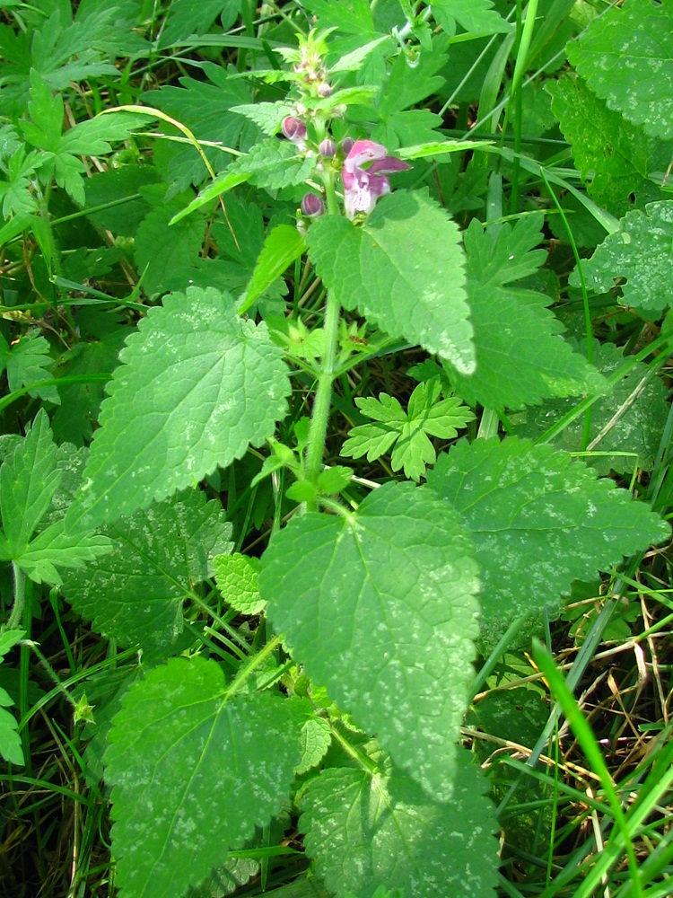 Изображение особи Lamium maculatum.