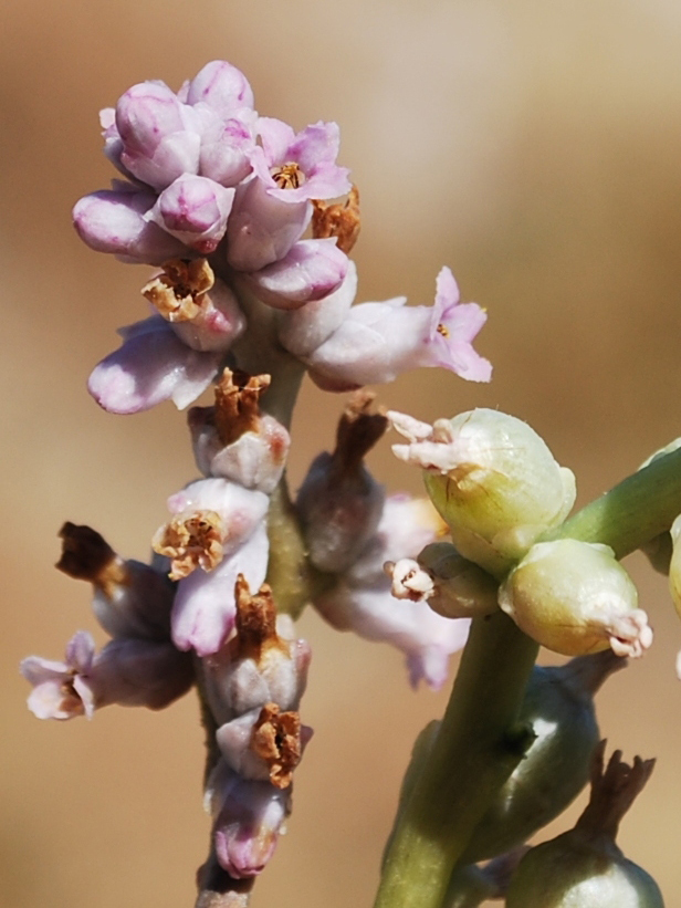 Image of Cuscuta lehmanniana specimen.