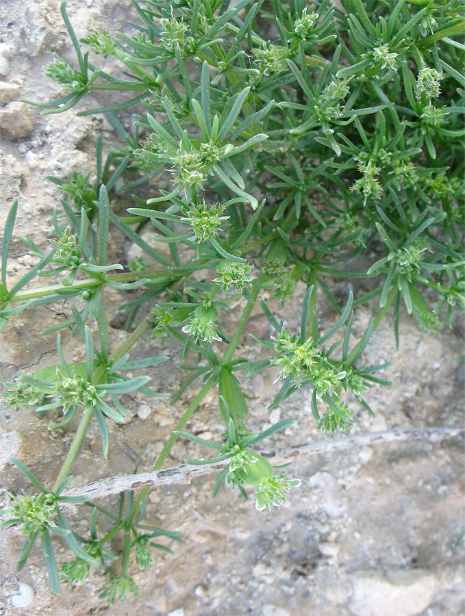 Image of Pteranthus dichotomus specimen.