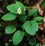 Symphytum grandiflorum