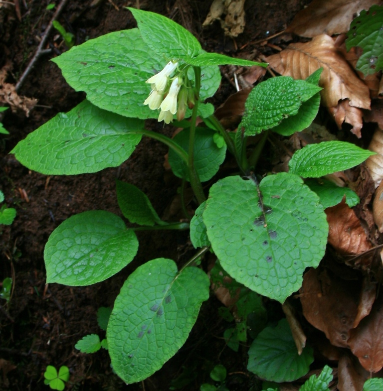 Image of Symphytum grandiflorum specimen.