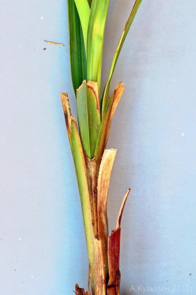 Image of Carex &times; toezensis specimen.