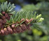 Abies cephalonica