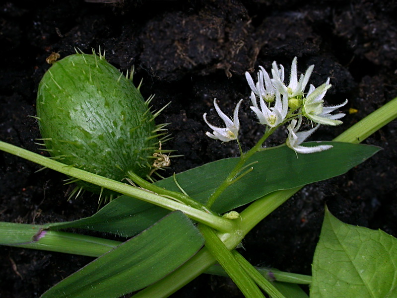 Изображение особи Echinocystis lobata.