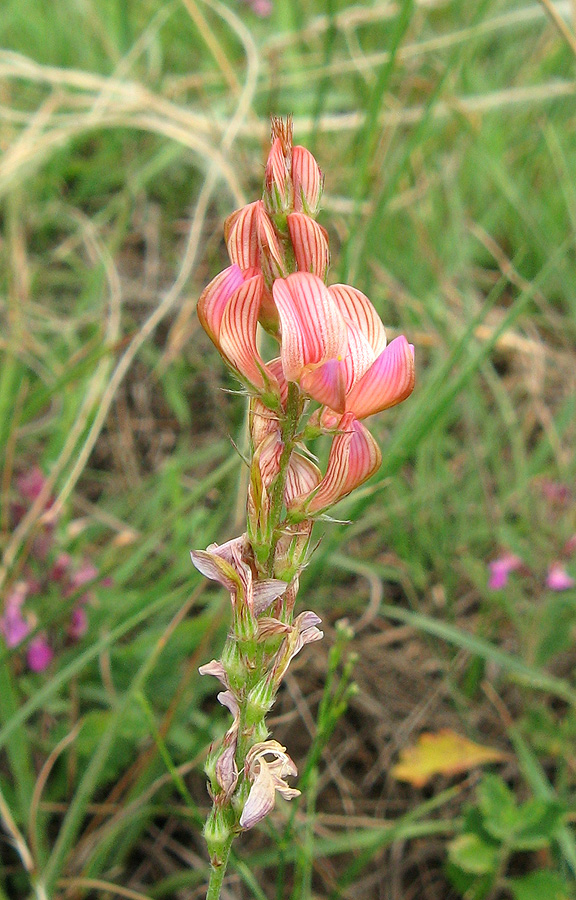 Image of Onobrychis arenaria specimen.