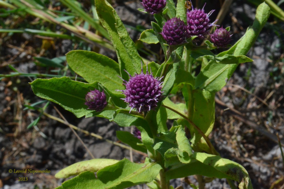 Изображение особи Sphaeranthus strobilifer.