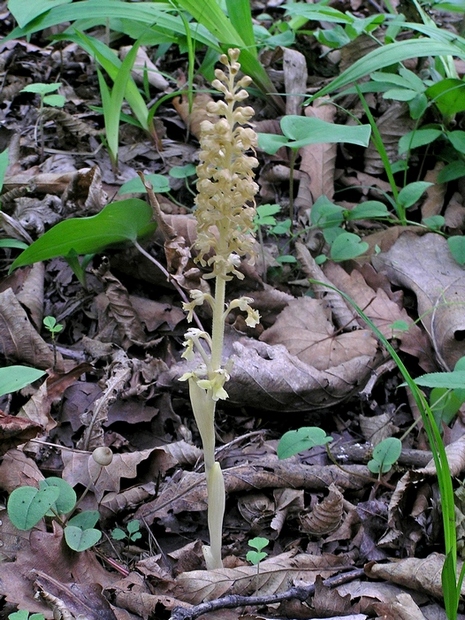 Image of Neottia papilligera specimen.