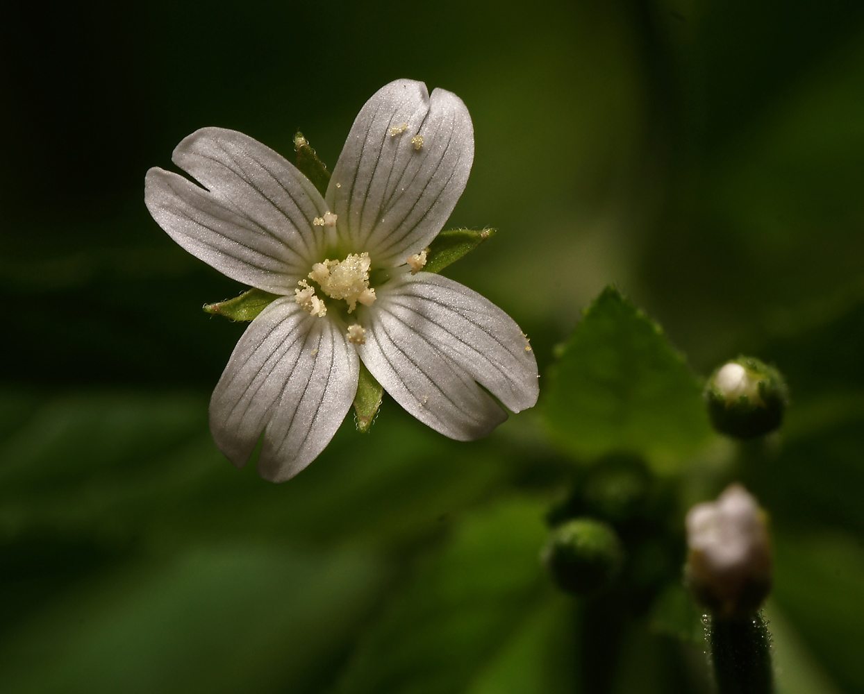 Image of Epilobium pseudorubescens specimen.