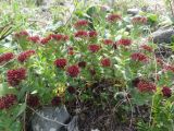 Смотреть изображение Rhodiola integrifolia