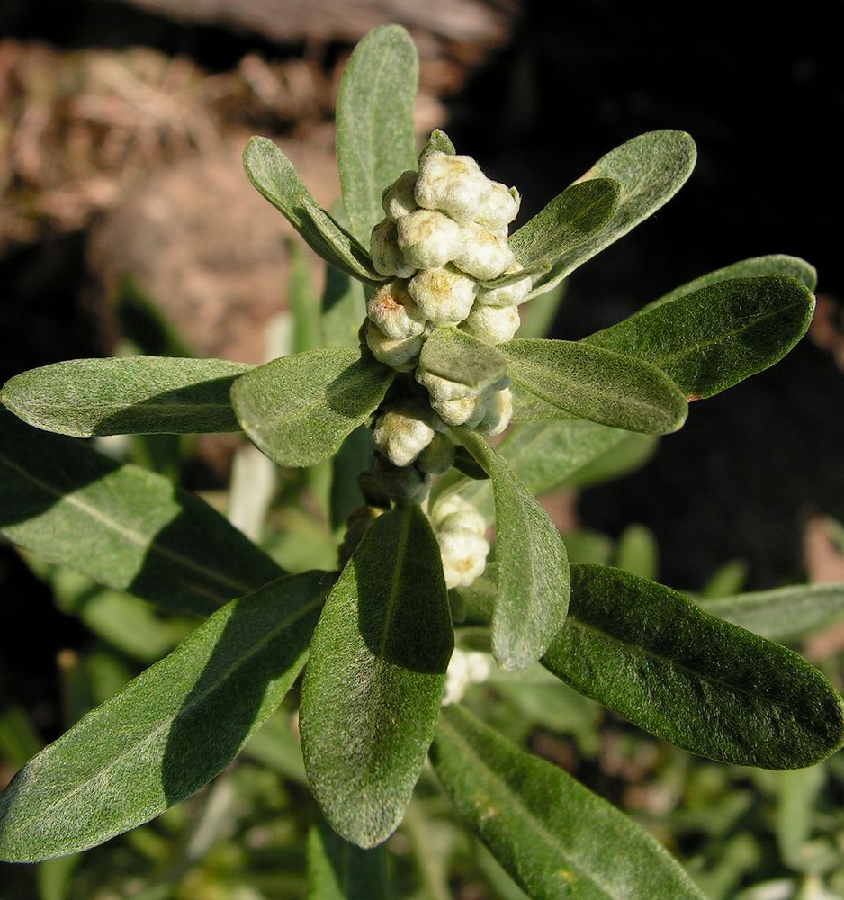 Image of Artemisia lagocephala specimen.