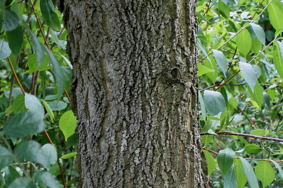 Изображение особи Celtis biondii.