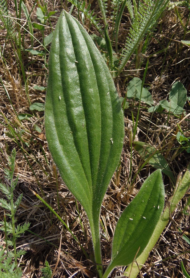 Image of Plantago urvillei specimen.