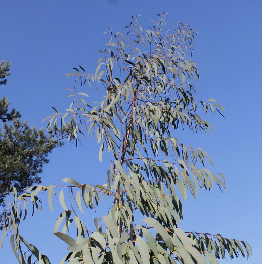 Image of Eucalyptus perriniana specimen.