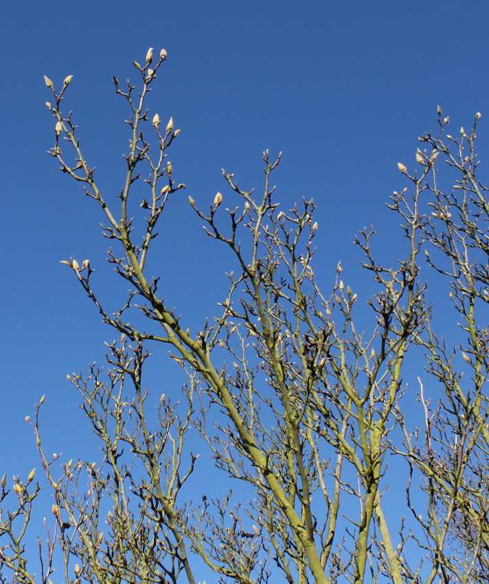 Image of Magnolia &times; soulangeana specimen.