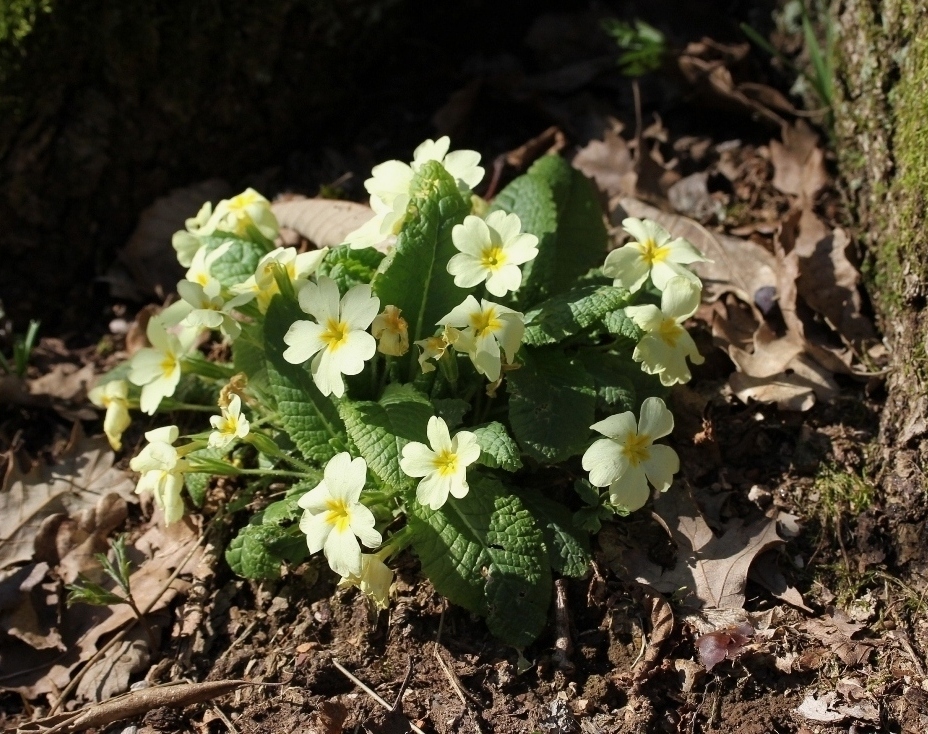 Изображение особи Primula vulgaris.