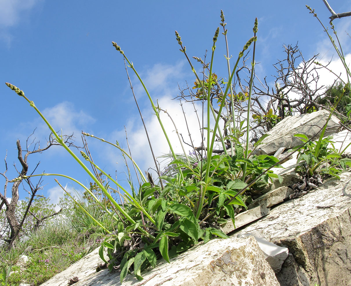 Image of Salvia ringens specimen.