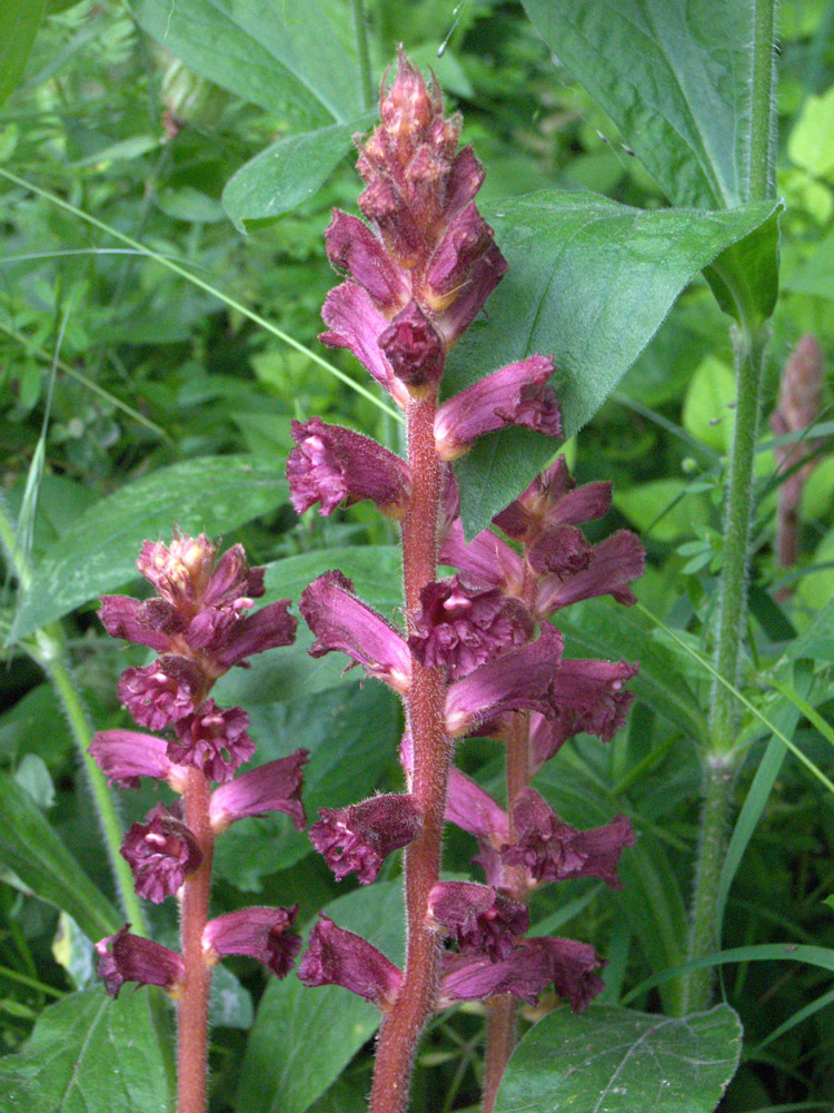 Image of Orobanche laxissima specimen.