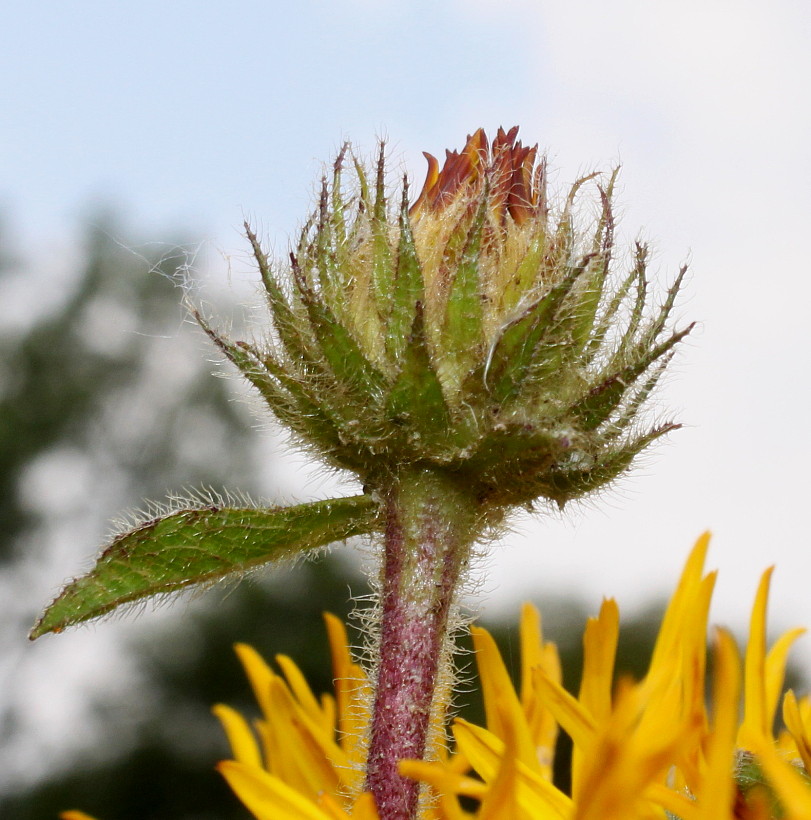 Image of Inula hirta specimen.