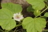 Passiflora foetida