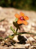 Смотреть изображение Anagallis arvensis