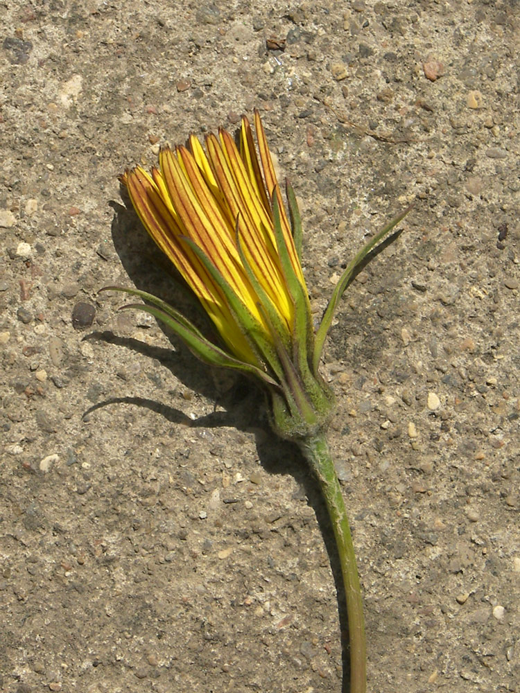 Image of Tragopogon filifolius specimen.