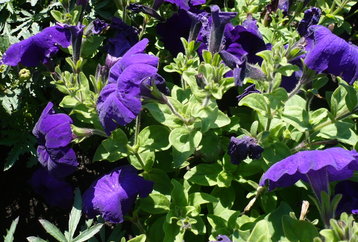 Изображение особи Petunia &times; hybrida.