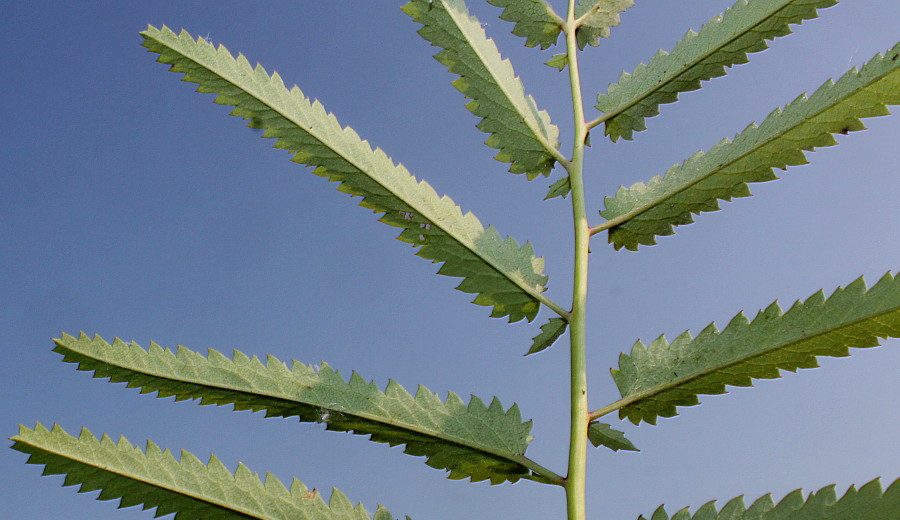 Image of Sanguisorba tenuifolia specimen.