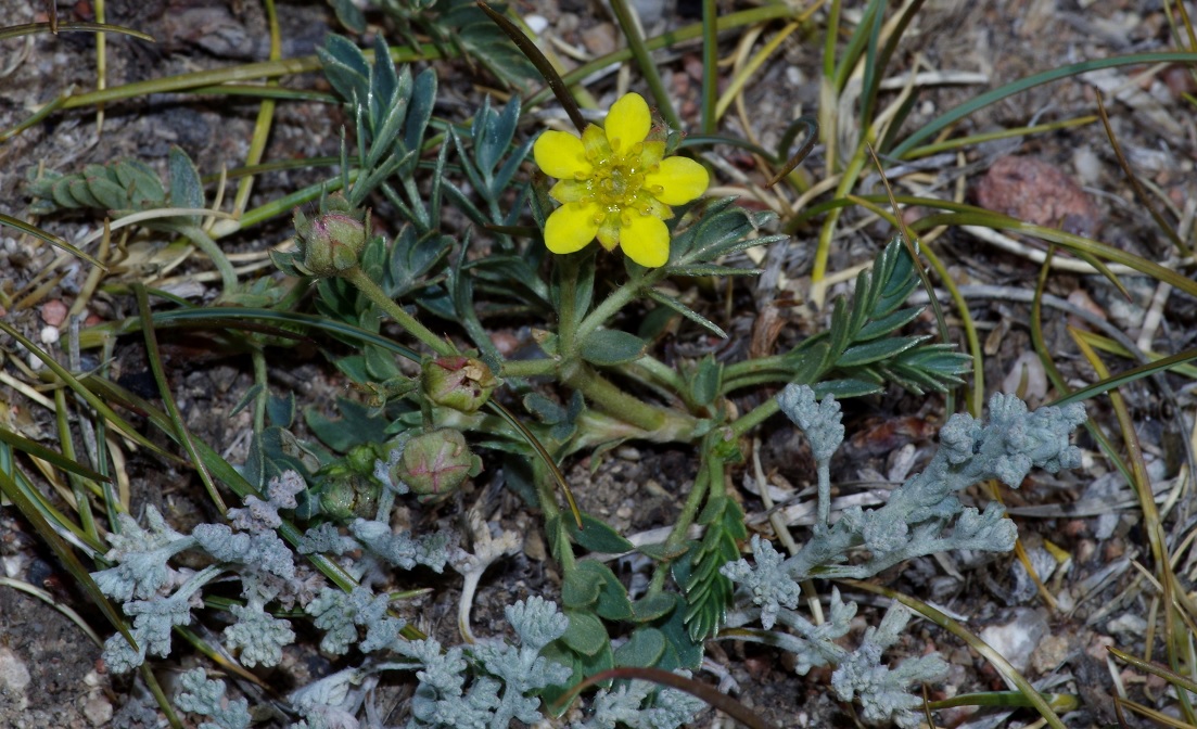 Изображение особи Potentilla orientalis.