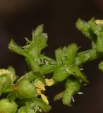 Rumex bucephalophorus. Часть соцветия. Израиль, Шарон, г. Герцлия, рудеральное местообитание. 15.03.2014.