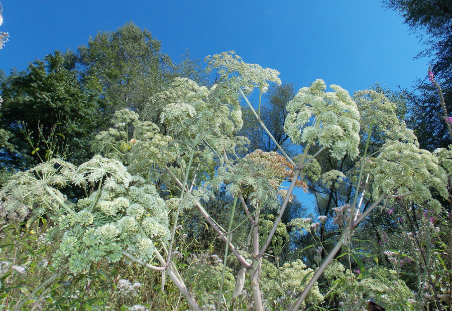 Изображение особи Angelica pachyptera.