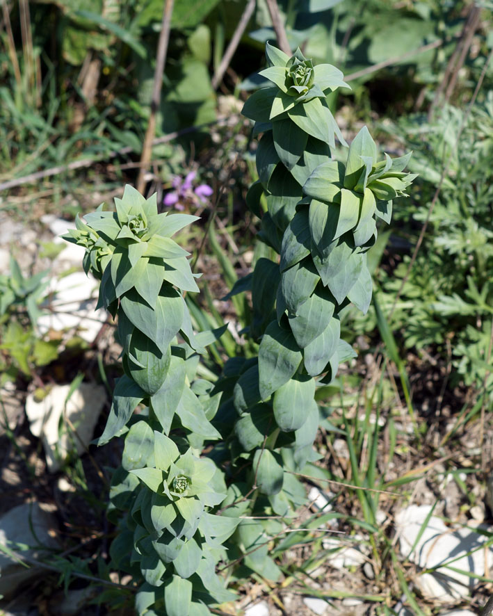 Изображение особи Linaria genistifolia.