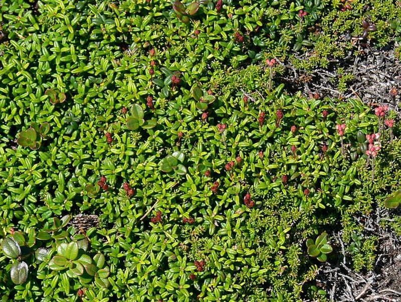 Image of Loiseleuria procumbens specimen.