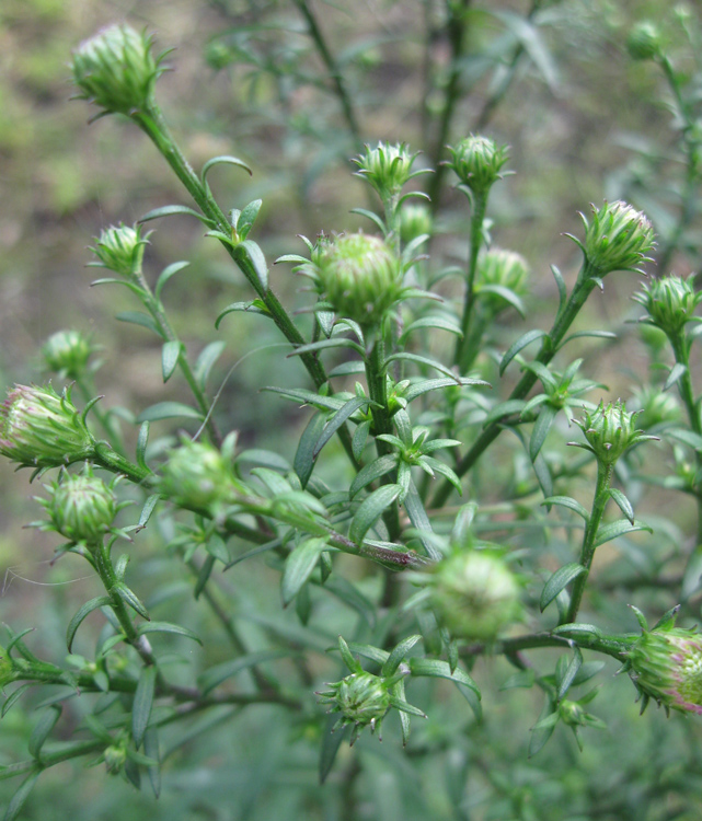 Изображение особи Symphyotrichum &times; versicolor.