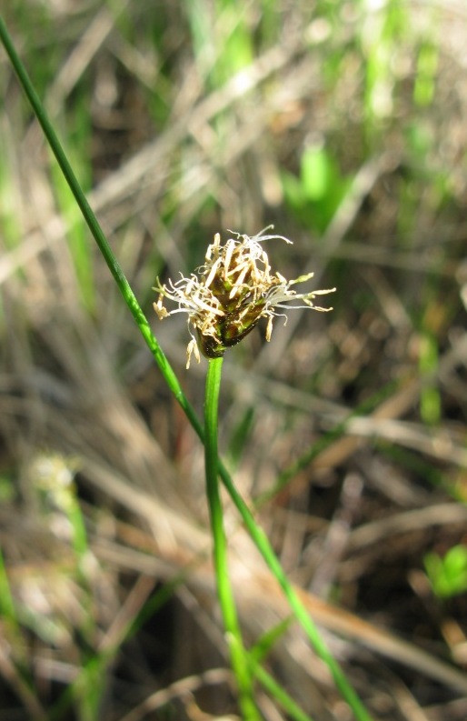 Image of Carex chordorrhiza specimen.