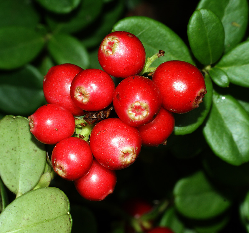 Image of Vaccinium vitis-idaea specimen.