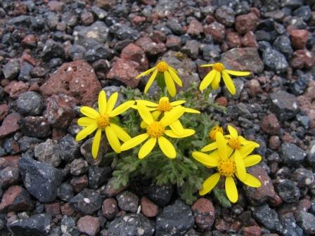 Image of Senecio sosnovskyi specimen.