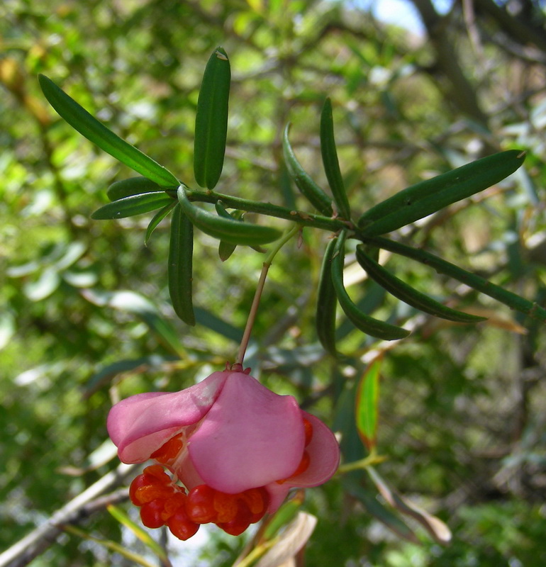 Image of Euonymus koopmannii specimen.