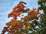 Acer platanoides. Часть кроны с листьями в осенней окраске. Кронштадт, 20.09.2009.