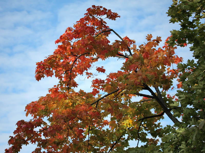 Image of Acer platanoides specimen.