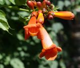 Campsis radicans. Соцветие. Кыргызстан. г. Бишкек, ул. Панфилова. 01.07.2015.