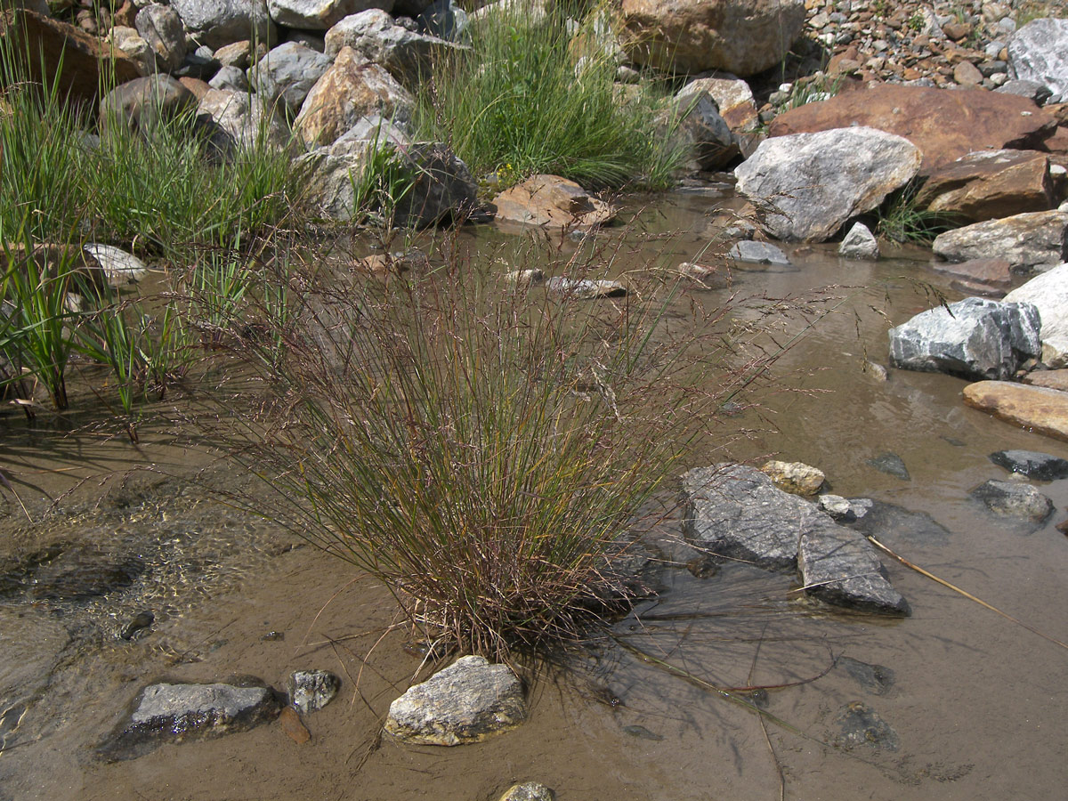 Image of Colpodium versicolor specimen.