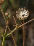 Cephalaria leucantha. Побеги с усохшими(?) нераспустившимися соцветиями и остатками осыпавшегося соплодия. Черногория, муниципалитет Будва, окр. с. Кульяче (Kuljače), близ церкви на хребте ~750 м к СЗ от села, каменистый закустаренный склон. 08.10.2014.