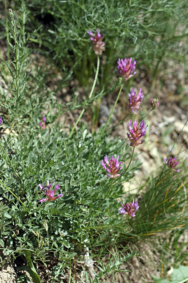 Изображение особи Astragalus schrenkianus.