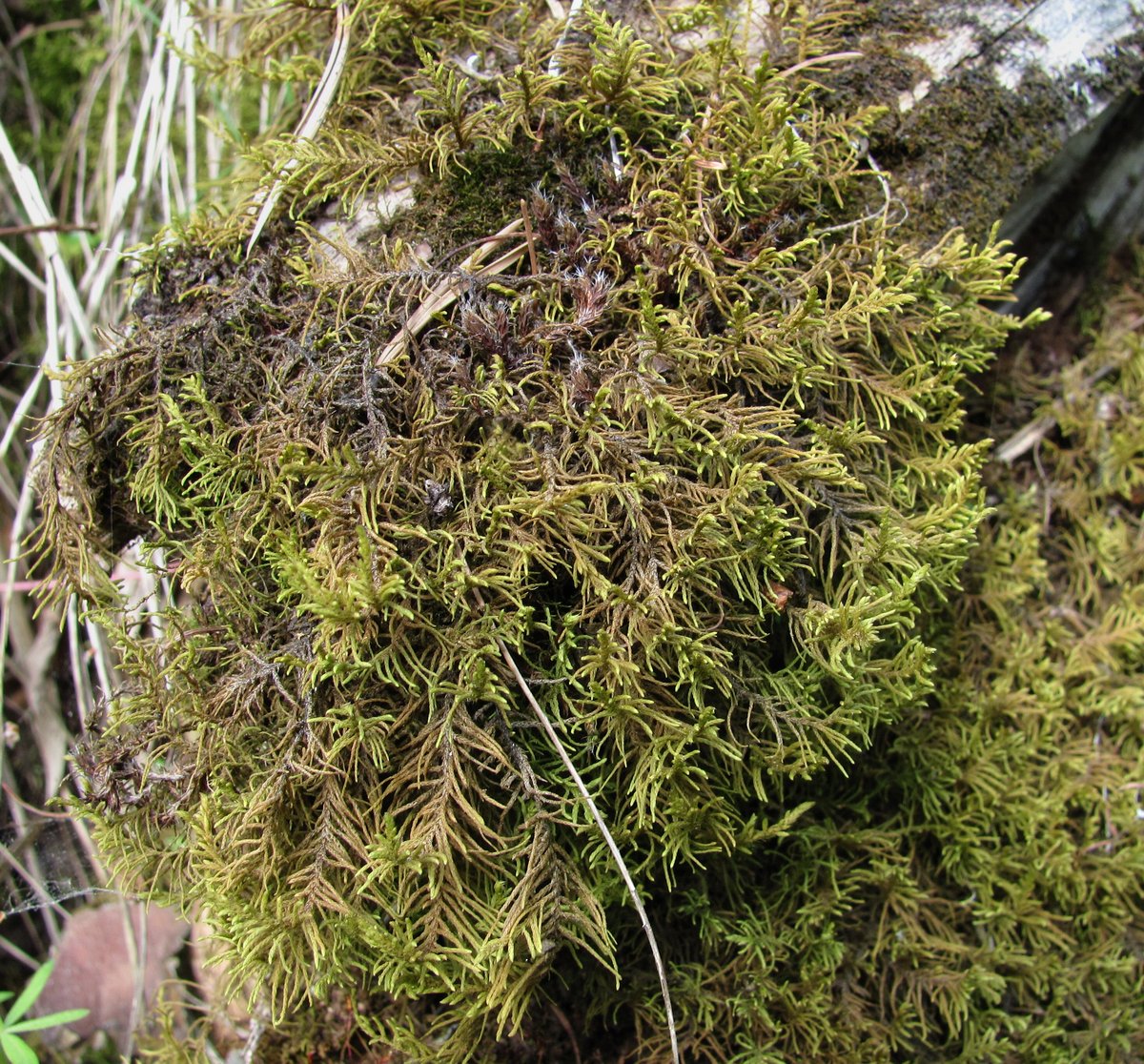 Image of Abietinella abietina specimen.